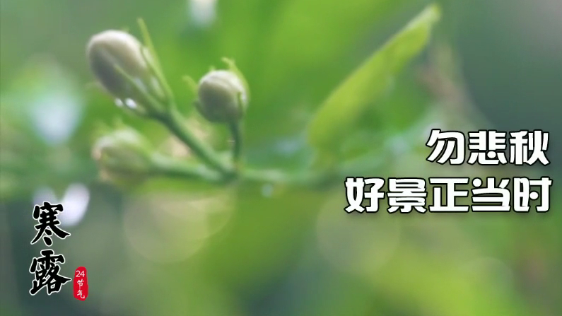 今日寒露｜勿悲秋，好景正当时
