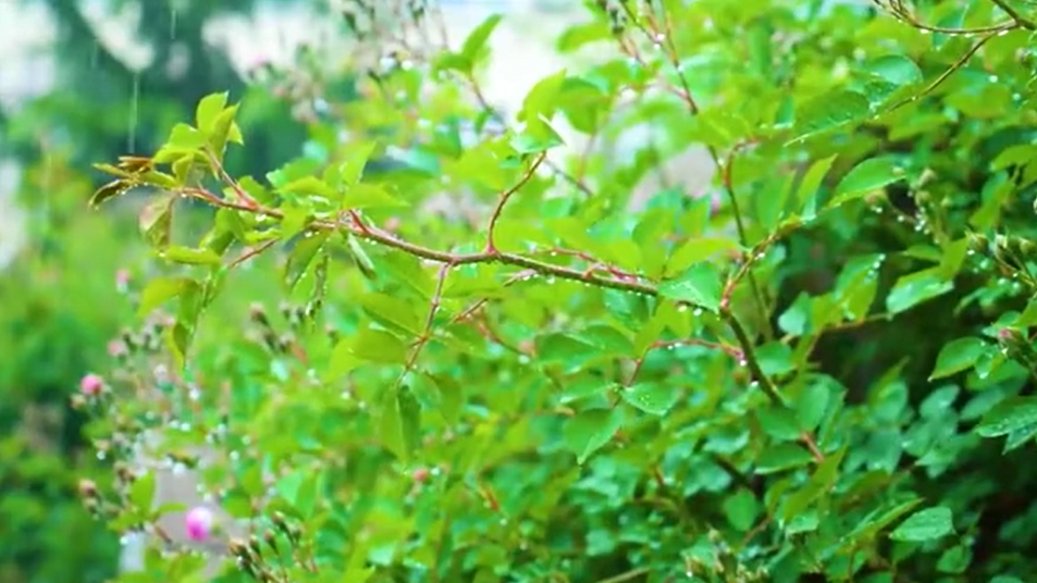 谷雨丨春夏交时 雨生百谷