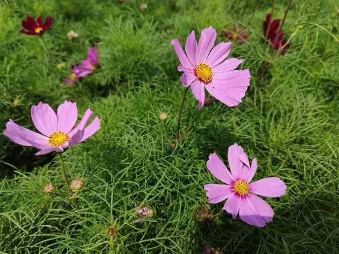 花色烂漫似童话！AG尊时凯龙人生就博又一处打卡地来啦