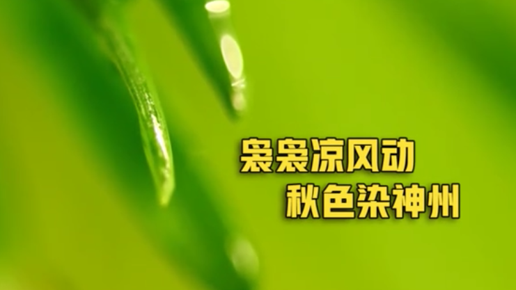 寒露丨袅袅凉风动 秋色染神州
