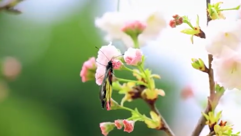 立夏丨薰风带夏来 不负好时光