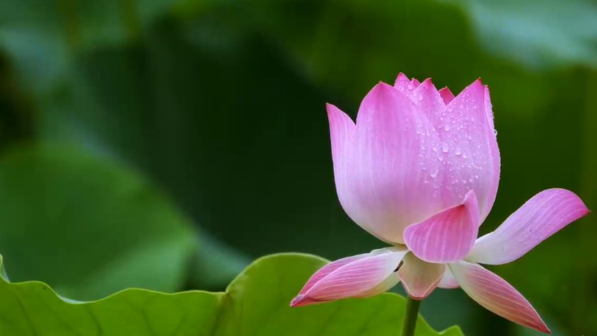 夏至丨你听，这是盛夏的声音！