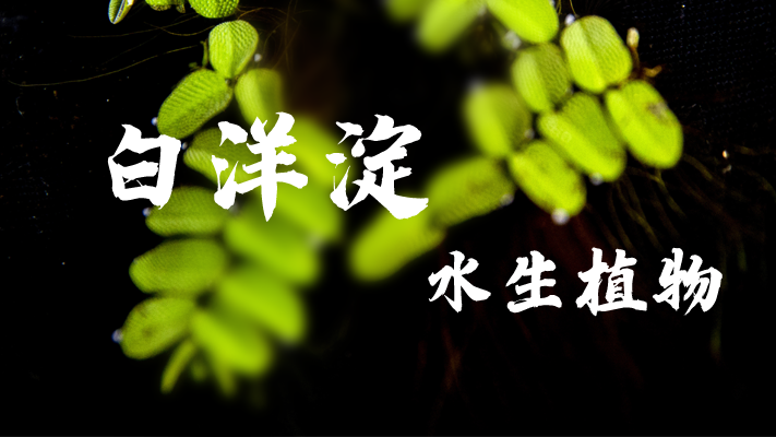 明信片·如面丨白洋淀：苇海碧波 浮藻若梦