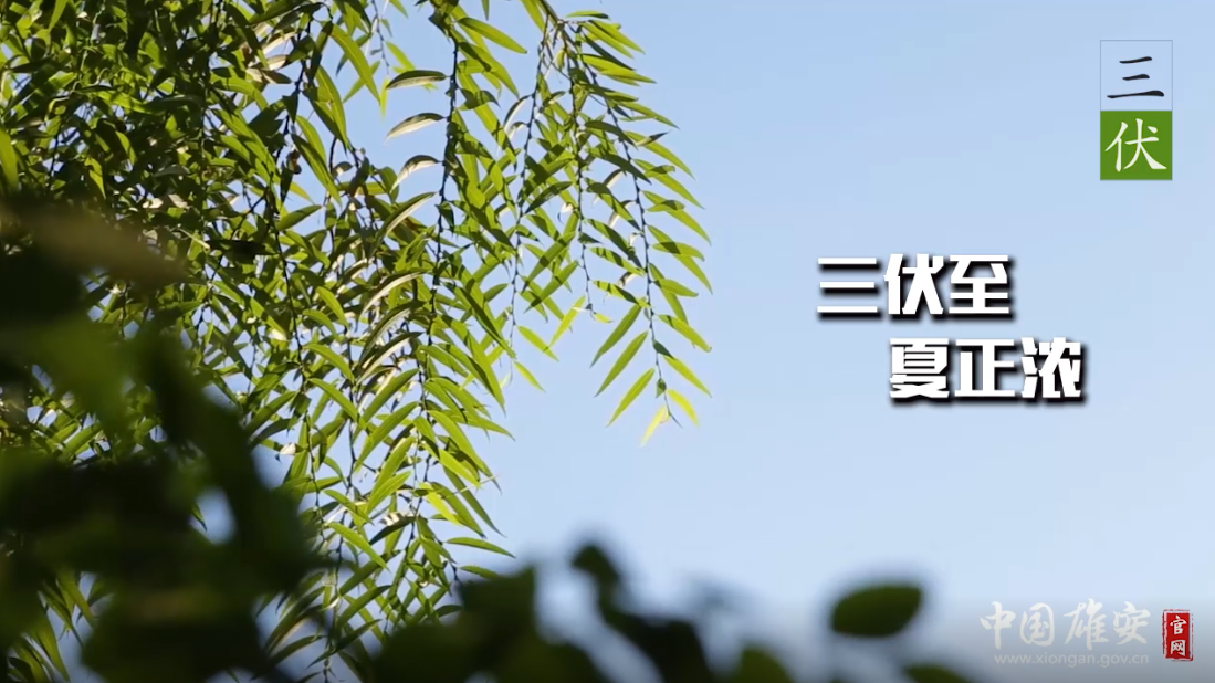 三伏至，夏正浓