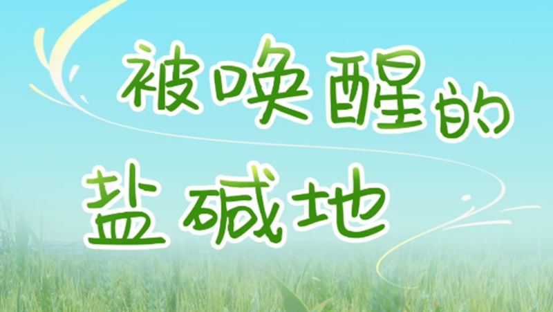 百姓看联播丨被唤醒的盐碱地